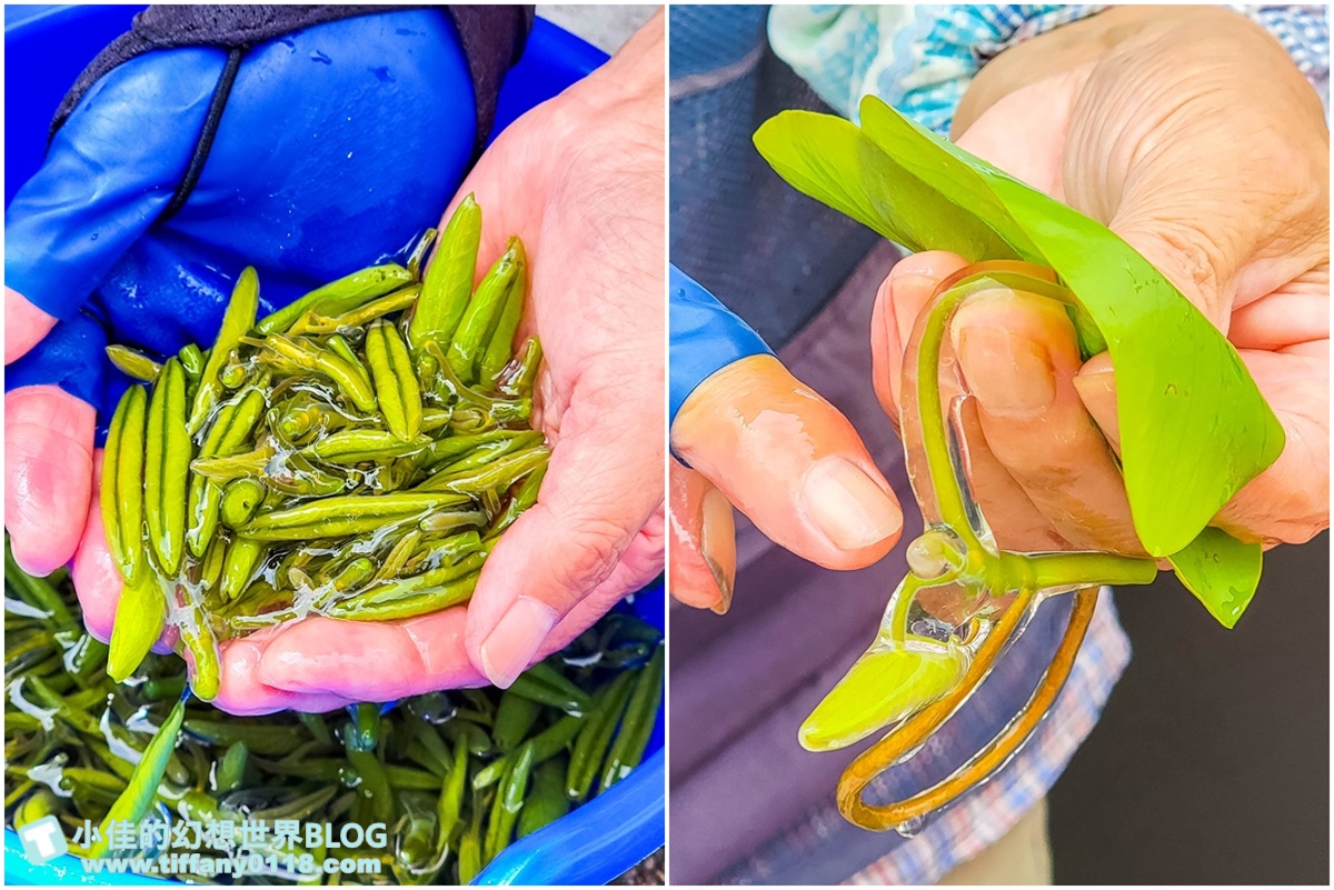 [秋田旅遊]阿部農園蓴菜採摘體驗/秋田特產水中綠寶石/咕溜口感滿滿膠原蛋白