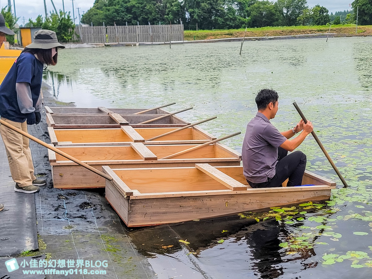 [秋田旅遊]阿部農園蓴菜採摘體驗/秋田特產水中綠寶石/咕溜口感滿滿膠原蛋白