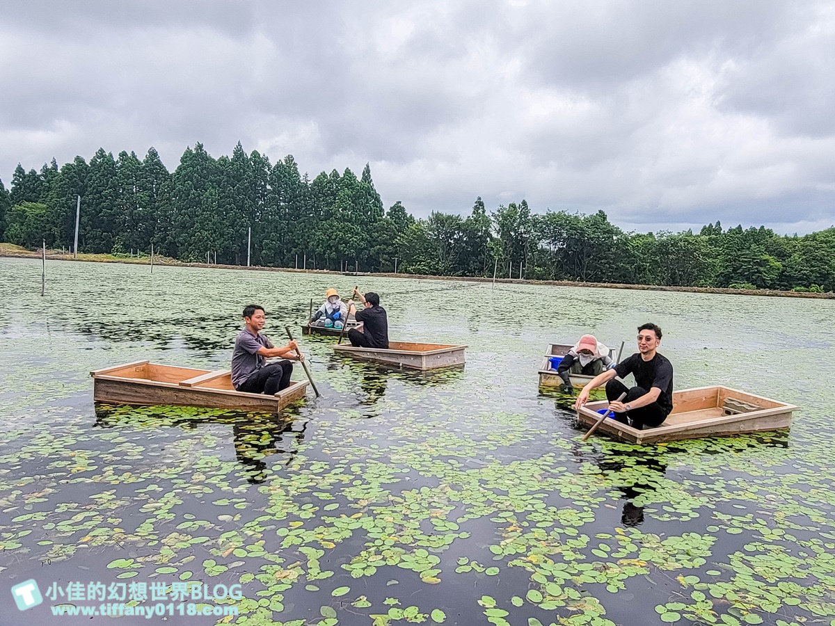 [秋田旅遊]阿部農園蓴菜採摘體驗/秋田特產水中綠寶石/咕溜口感滿滿膠原蛋白