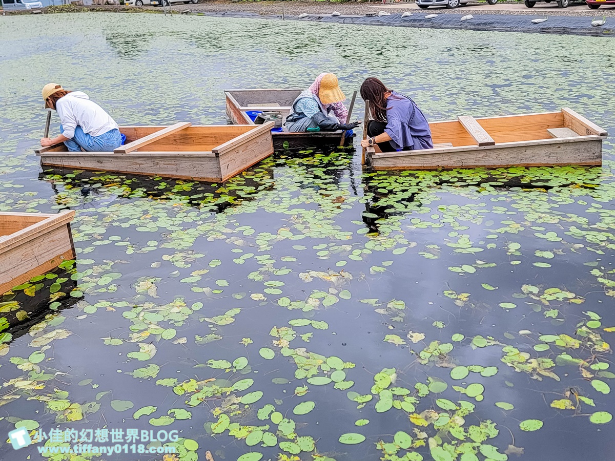 [秋田旅遊]阿部農園蓴菜採摘體驗/秋田特產水中綠寶石/咕溜口感滿滿膠原蛋白